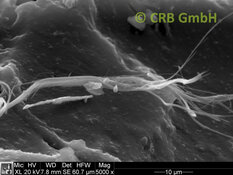 REM-Bild Chrysotil-Asbest in Schwarzkleber | © CRB Analyse Service GmbH